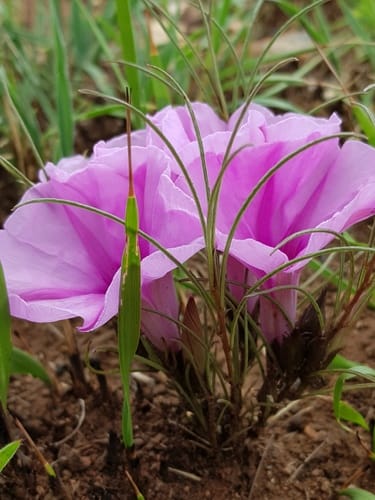 Ipomoea simplex