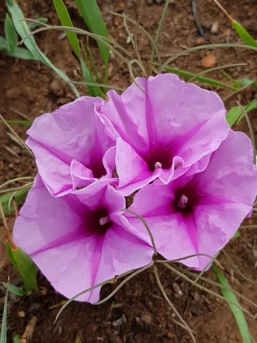 Ipomoea simplex