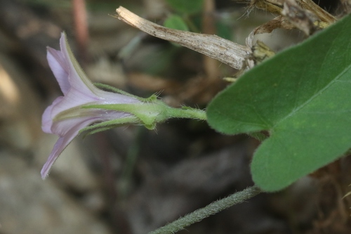 Ipomoea sinensis subsp. blepharosepala