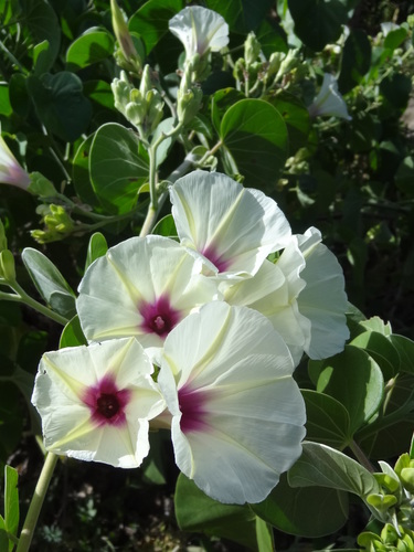 Ipomoea spathulata