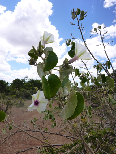 Ipomoea spathulata