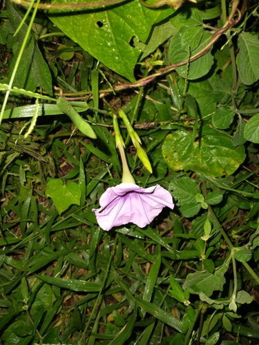Ipomoea turbinata