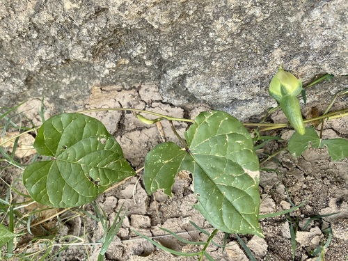Ipomoea turbinata