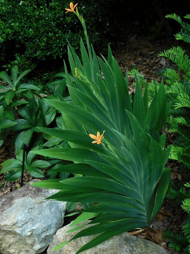 Iris domestica
