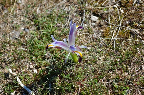 Iris galatica
