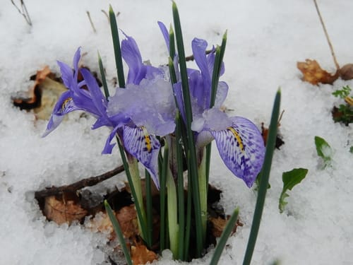 Iris histrio