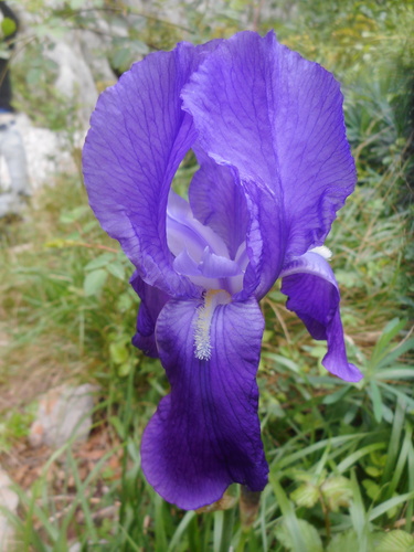 Iris pallida