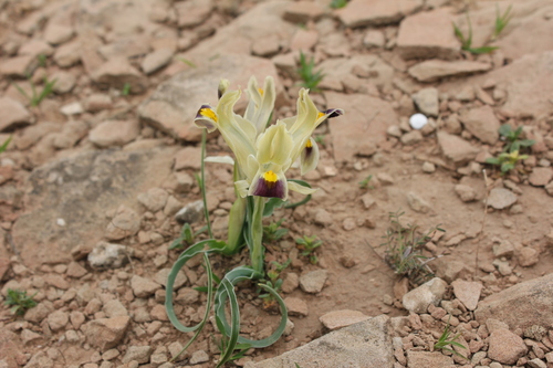 Iris persica