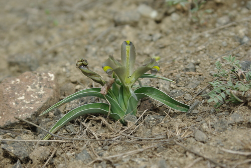 Iris pseudocaucasica