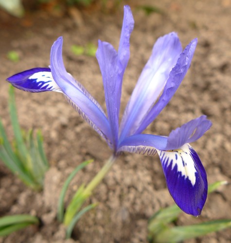 Iris reticulata