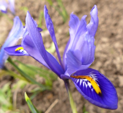 Iris reticulata