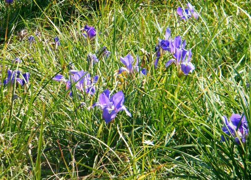 Iris unguicularis