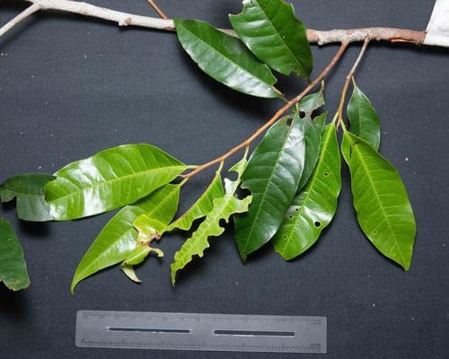 Iryanthera juruensis