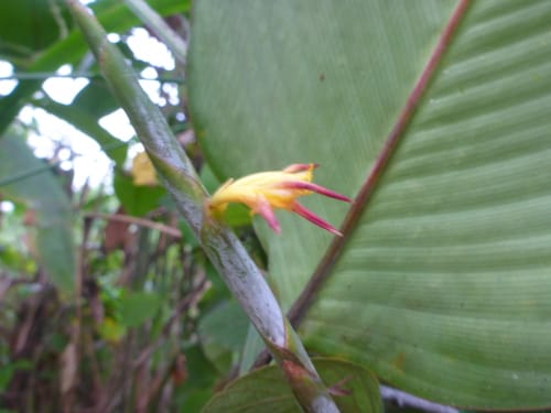 Ischnosiphon arouma