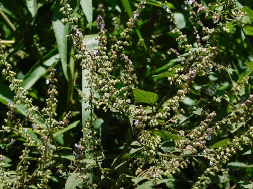 Isodon coetsa