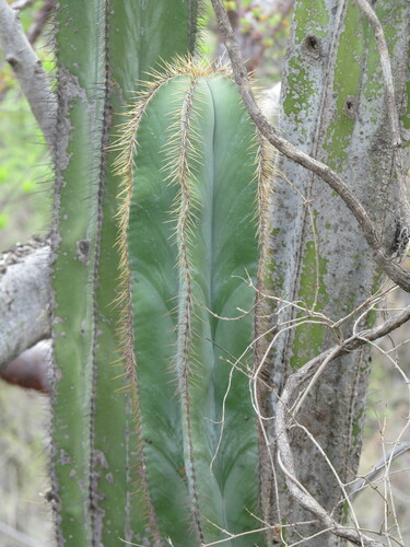 Isolatocereus dumortieri