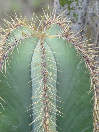 Isolatocereus dumortieri