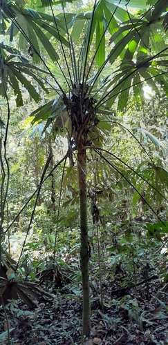 Itaya amicorum