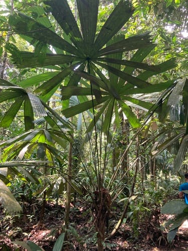 Itaya amicorum