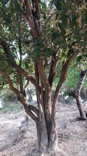 Ixora brachiata