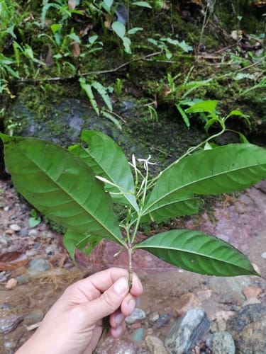 Ixora killipii