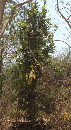 Ixora pavetta