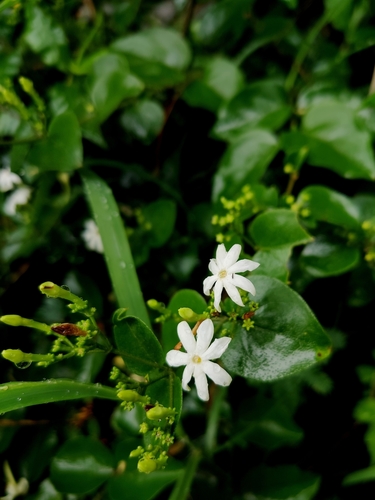 Jasminum arborescens