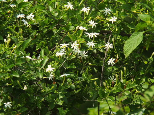 Jasminum arborescens