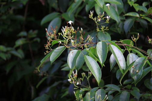 Jasminum lanceolaria