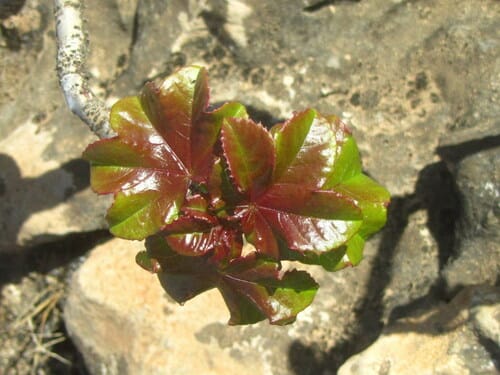 Jatropha dhofarica