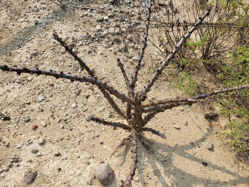 Jatropha neopauciflora
