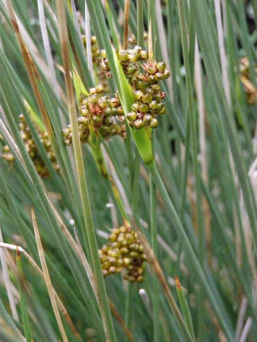 Juncus acutus
