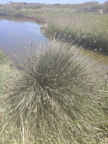 Juncus acutus