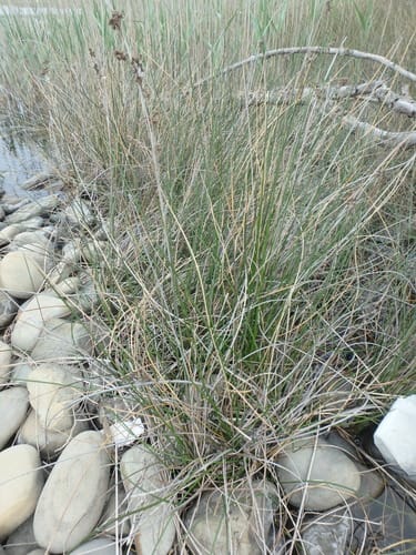 Juncus maritimus