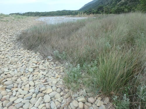 Juncus maritimus