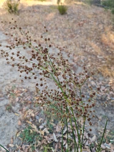 Juncus microcephalus