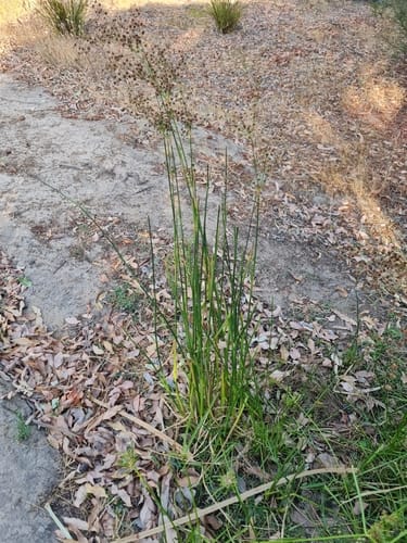 Juncus microcephalus