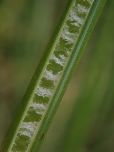 Juncus procerus