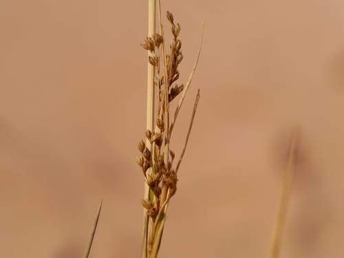 Juncus rigidus