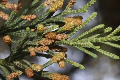 Juniperus bermudiana