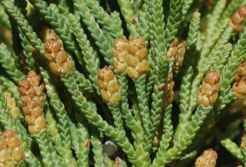 Juniperus bermudiana