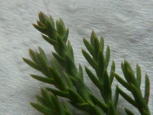 Juniperus horizontalis