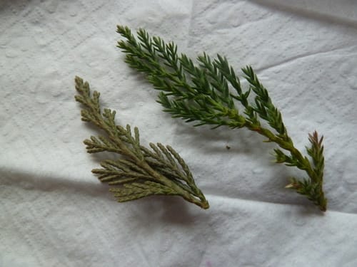 Juniperus horizontalis