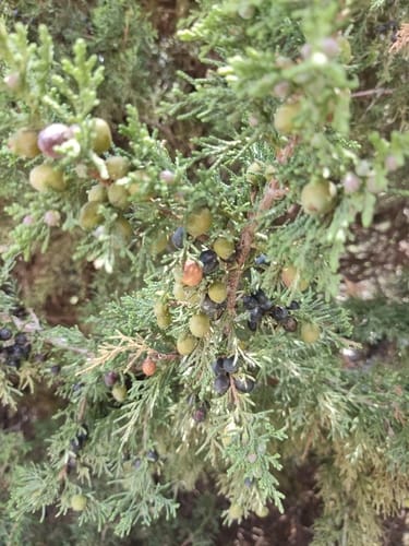Juniperus indica