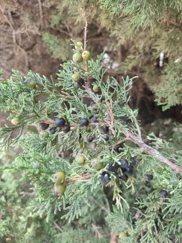 Juniperus indica