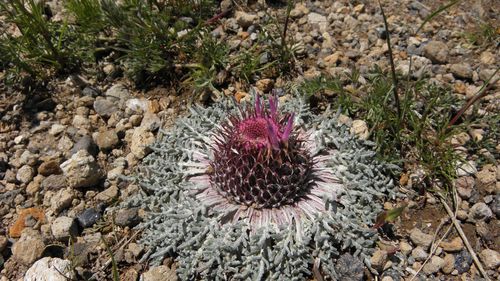 Jurinea moschus subsp. pinnatisecta