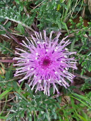 Jurinea moschus subsp. pinnatisecta