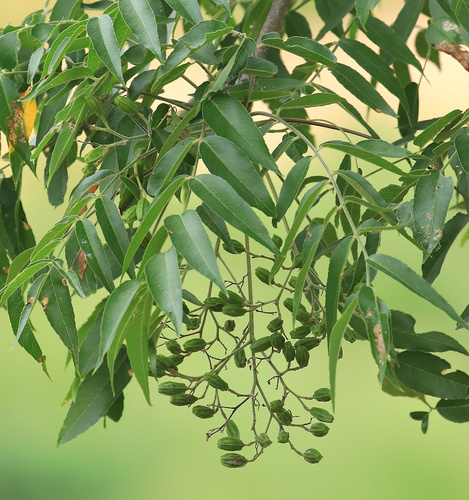 Kirkiaceae