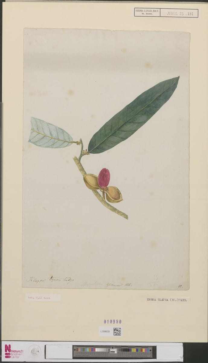Knema glauca