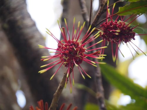 Knightia excelsa